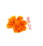Flower 花（個別スタンプ：5）