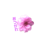 Flower 花（個別スタンプ：6）