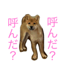 みみ助次郎のスタンプ（個別スタンプ：3）