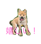 みみ助次郎のスタンプ（個別スタンプ：5）