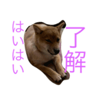 みみ助次郎のスタンプ（個別スタンプ：6）