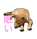 みみ助次郎のスタンプ（個別スタンプ：7）