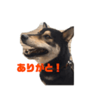 黒柴タロ（個別スタンプ：3）