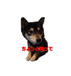 黒柴タロ（個別スタンプ：16）