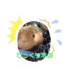 ベトナムのくまごろ（個別スタンプ：3）