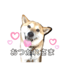 こたさんですよ。（個別スタンプ：3）