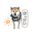 こたさんですよ。（個別スタンプ：4）