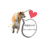 こたさんですよ。（個別スタンプ：5）