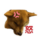 こたさんですよ。（個別スタンプ：7）
