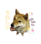 こたさんですよ。（個別スタンプ：8）