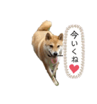 こたさんですよ。（個別スタンプ：9）