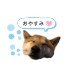 こたさんですよ。（個別スタンプ：10）