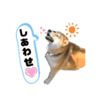 こたさんですよ。（個別スタンプ：12）