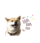 こたさんですよ。（個別スタンプ：13）