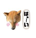 こたさんですよ。（個別スタンプ：17）
