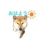 こたさんですよ。（個別スタンプ：19）