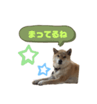 こたさんですよ。（個別スタンプ：24）