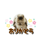 うちの子シリーズ『うさぎの銀ちゃん』（個別スタンプ：3）