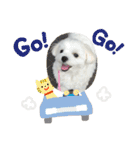 まっしろ犬（個別スタンプ：1）