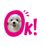 まっしろ犬（個別スタンプ：2）