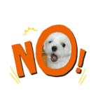 まっしろ犬（個別スタンプ：3）