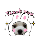 まっしろ犬（個別スタンプ：4）
