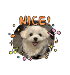 まっしろ犬（個別スタンプ：7）