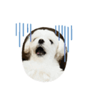 まっしろ犬（個別スタンプ：10）
