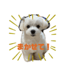 まっしろ犬（個別スタンプ：11）