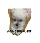 まっしろ犬（個別スタンプ：13）