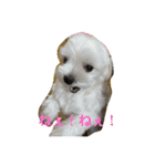まっしろ犬（個別スタンプ：14）