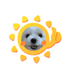 まっしろ犬（個別スタンプ：17）