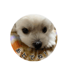 まっしろ犬（個別スタンプ：18）