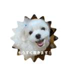 まっしろ犬（個別スタンプ：19）
