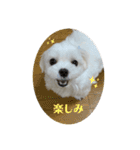 まっしろ犬（個別スタンプ：20）