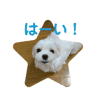 まっしろ犬（個別スタンプ：21）