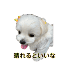 まっしろ犬（個別スタンプ：22）