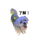 まっしろ犬（個別スタンプ：23）
