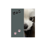 まっしろ犬（個別スタンプ：24）