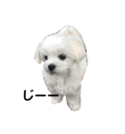 まっしろ犬（個別スタンプ：25）