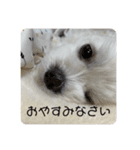 まっしろ犬（個別スタンプ：26）