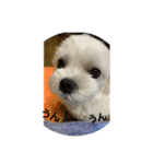 まっしろ犬（個別スタンプ：28）