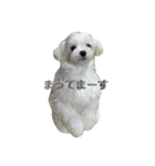 まっしろ犬（個別スタンプ：31）