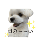 まっしろ犬（個別スタンプ：32）