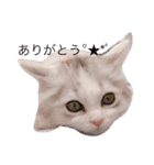 はなちゃん猫ちゃん（個別スタンプ：1）