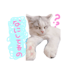 はなちゃん猫ちゃん（個別スタンプ：3）