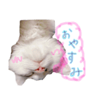はなちゃん猫ちゃん（個別スタンプ：4）
