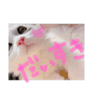 はなちゃん猫ちゃん（個別スタンプ：5）