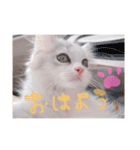 はなちゃん猫ちゃん（個別スタンプ：6）