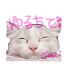 はなちゃん猫ちゃん（個別スタンプ：8）